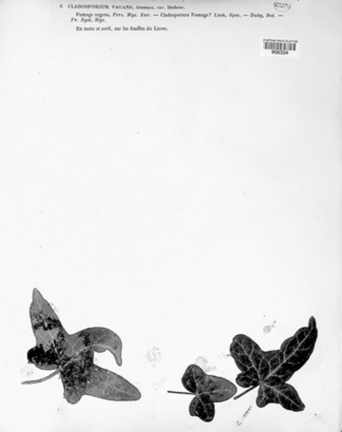 Cladosporium vagans image
